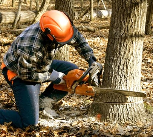 Tree Removal in Delavan, MN